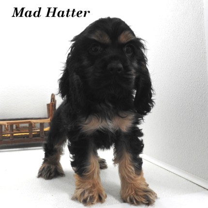 puppy, for, sale, Cocker Spaniel, Joe & Cherri  Overlease, dog, breeder, Miller, MO, dog-breeder, puppy-for-sale, forsale, nearby, find, puppyfind, locator, puppylocator, aca